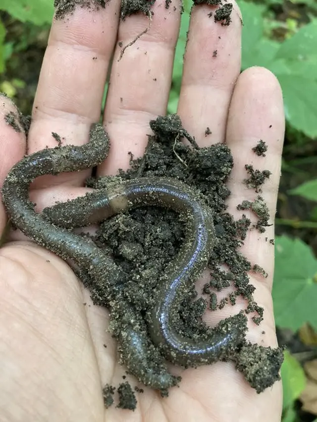 Jumping worm (Cacing Lompat) di California, AS. (Twitter/@Cornell_SAEL)
