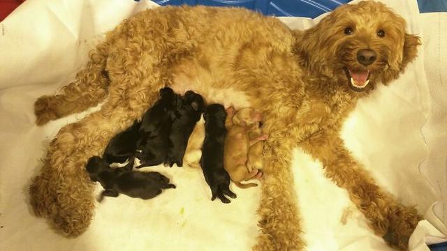 7 Potret Gemas Induk Anjing Saat Menyusui Anak-anaknya, Lucu Banget