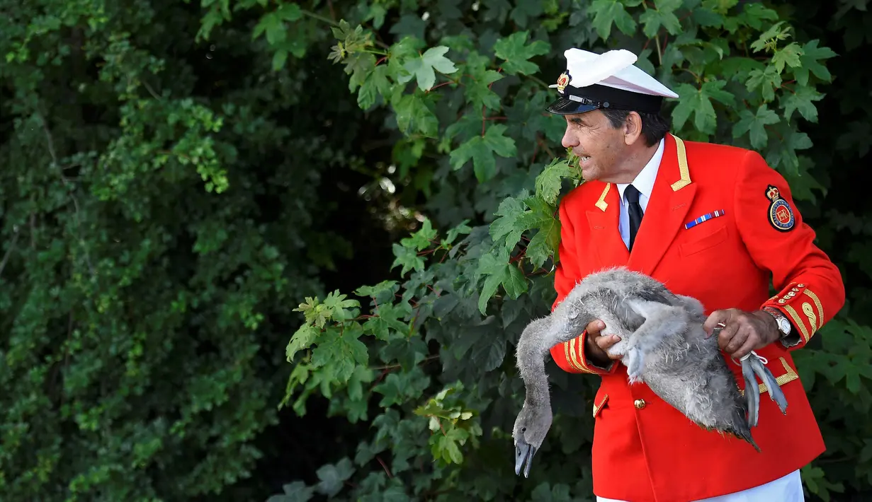 Petugas Penanda Angsa dan Pengasuh Angsa (Swan Marker) menangkap seekor angsa dalam Swan Upping di Shepperton, Inggris (18/7). Acara ini merupakan tradisi tahunan untuk menghitung jumlah angsa di Inggris. (REUTERS/Toby Melville)