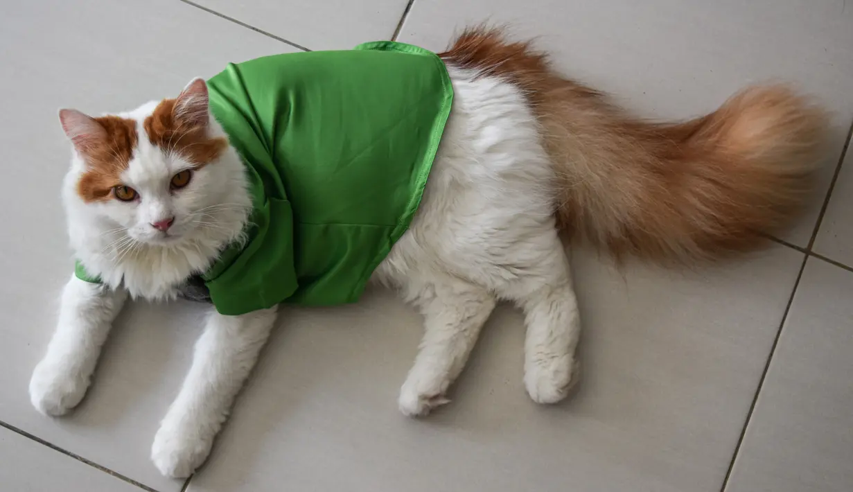 Seekor kucing mengenakan pakaian untuk hari raya Idul Fitri terlihat di sebuah apartemen di Shah Alam, di pinggiran Kuala Lumpur (5/5/2021). Pakaian kucing untuk Idul Fitri tersebut dibuat oleh Toko Meowku. (AFP Photo/Sam Reeves)