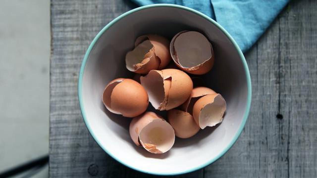 Kulit Telur