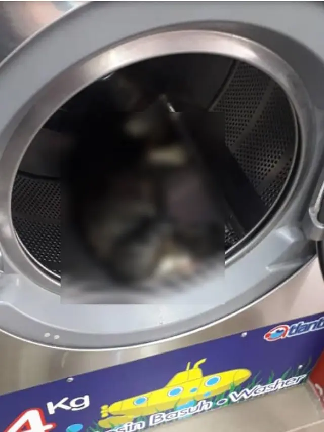 Keji, Pria Ini Bunuh 3 Ekor Kucing dengan Dimasukkan ke Mesin Cuci