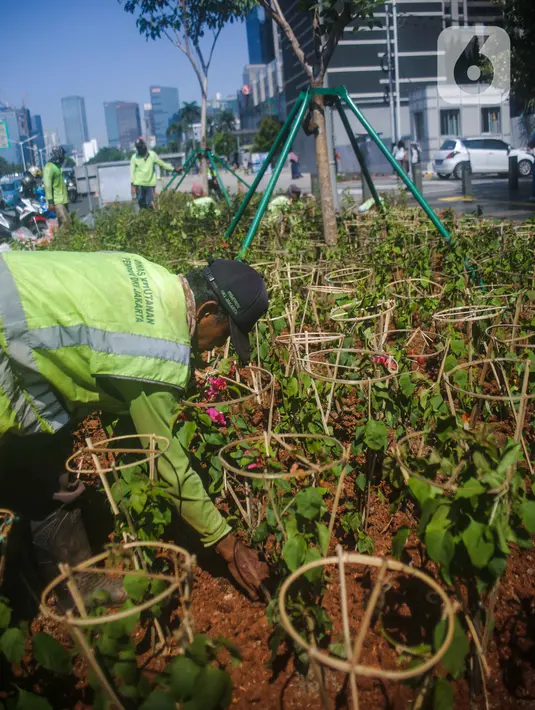Petugas Dinas Kehutanan DKI Jakarta menanam tanaman hias bougenville di sepanjang Jalan Sudirman, Jakarta, Selasa (19/11/2019). Selain agar Jakarta semakin hijau dan lestari, penanaman tersebut juga untuk menekan polusi udara Ibu Kota. (Liputan6.com/Faizal Fanani)