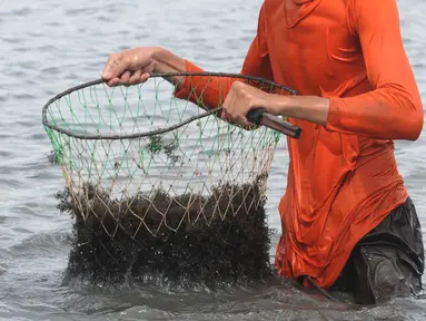Petani memanen rumput laut di sebuah tambak di Kampung Sembilangan, Desa Samudra Jaya, Kecamatan Taruma Jaya, Kabupaten Bekasi, Jawa Barat, Sabtu (27/4/2024). (merdeka.com/Imam Buhori)