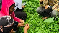 Pakar tanaman obat bersama dengan komunitas pencinta tanaman herbal menggali tanaman obat yang belum diketahui masyarakat. Mereka menjelajahi kawasan pegunungan Menoreh, tepatnya Madugondo, Suroloyo, Kulonprogo, Sabtu (27/11/2021).
