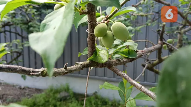 Laporan Liputan6.com dari Wakayama Jepang: Bertandang ke Kebun Plum
