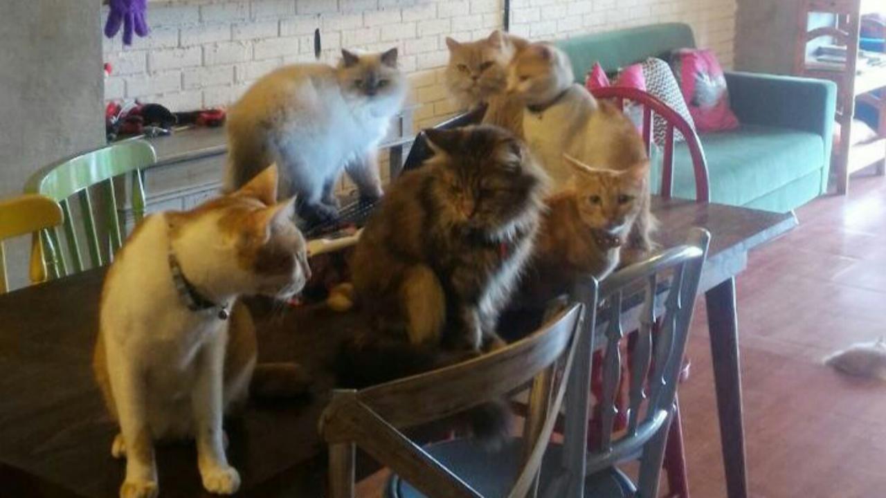 Suasana Kafe Kucing yang Dipenuhi Belasan Kucing Lucu (Sumber Foto: Instagram @thecatcabinjakarta)