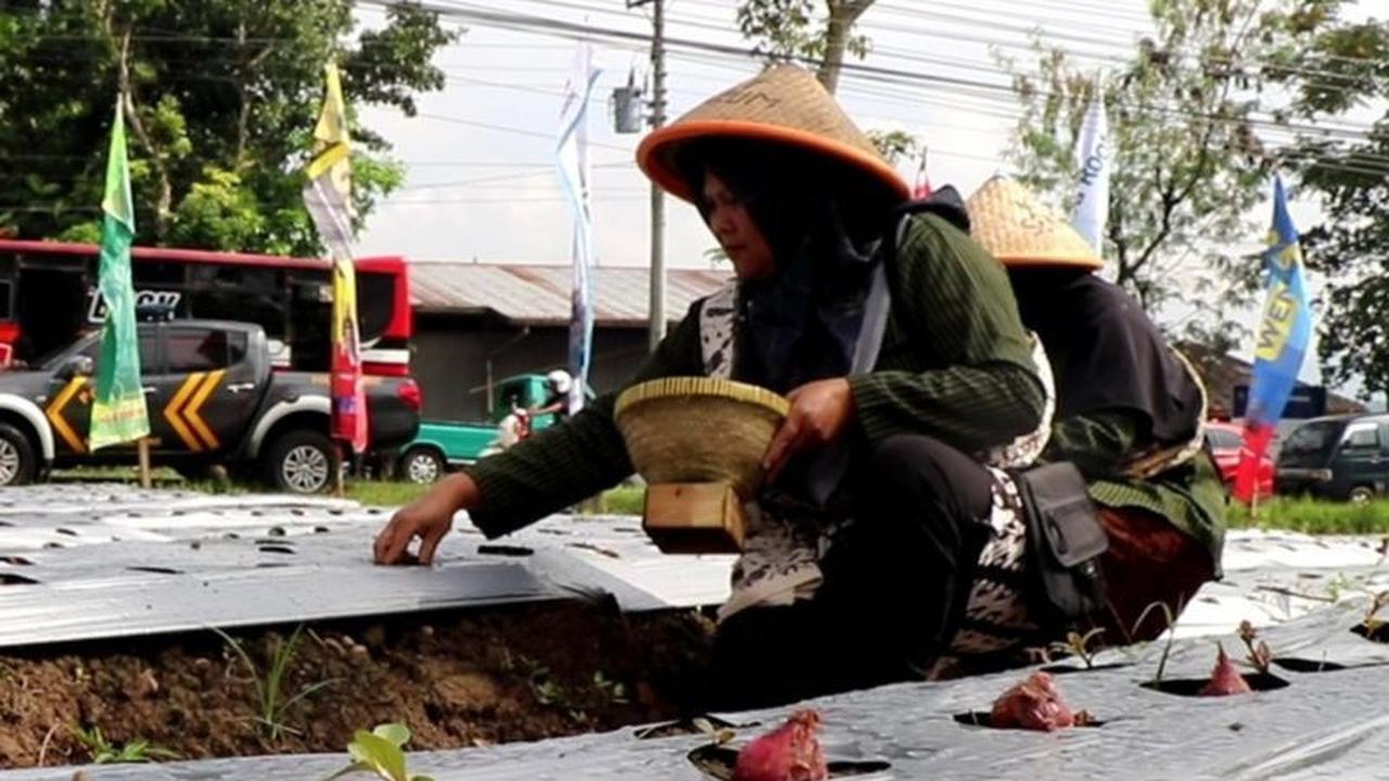 Petani Temanggung Jadi Garda Terdepan Jaga Ketahanan Pangan Daerah