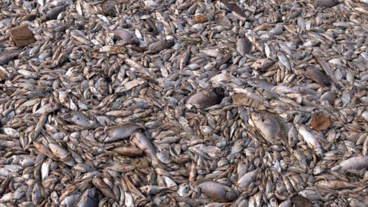 Jutaan ekor ikan berbagai jenis mati misterius di Pantai Ancol