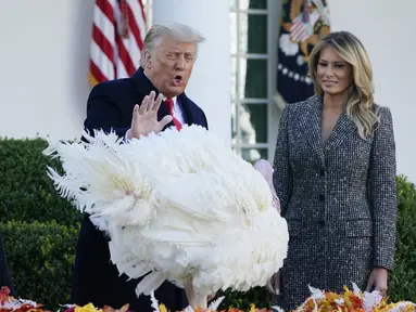 Presiden Donald Trump (tengah) didampingi Ibu Negara Melania Trump (kanan) mengampuni Corn si Kalkun Thanksgiving Nasional di Rose Garden, Gedung Putih, Washington, Amerika Serikat, Selasa (24/11/2020). Thanksgiving adalah hari libur resmi di Amerika Serikat. (AP Photo/Susan Walsh)