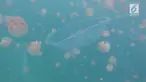 Pulau Kakaban terkenal dengan danau air payau yang merupakan salah satu yang terbesar di dunia. di sini wisatawan dapat berenang bersama ubur-ubur jinak.