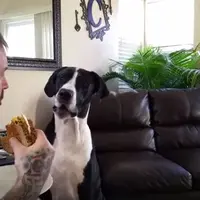 Video anjing yang memelas minta makanan tuannya ini bikin tidurmu makin nyenyak sekaligus mimpi indah :D