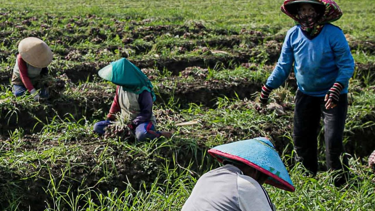 Sejumlah petani bawang merah melakukan panen di ladangnya di Brebes, Jawa Tengah, Kamis (11/1/2024).