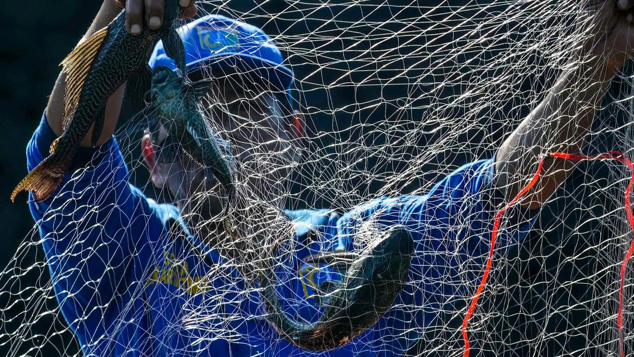 FOTO:Pemusnahan Ikan Sapu Sapu di Waduk Kaja Ciracas