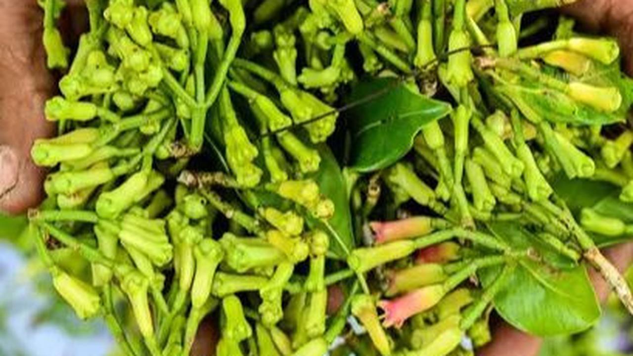 Seorang petani menunjukkan segenggam cengkih atau cengkeh yang telah dipetik setelah panen di sebuah hutan di Lhoknga, Aceh, pada 30 Januari 2024.&nbsp;Komoditas cengkih pernah berjaya dan menjadi komoditas unggulan di Aceh pada era 1980-an.&nbsp;Foto: CH