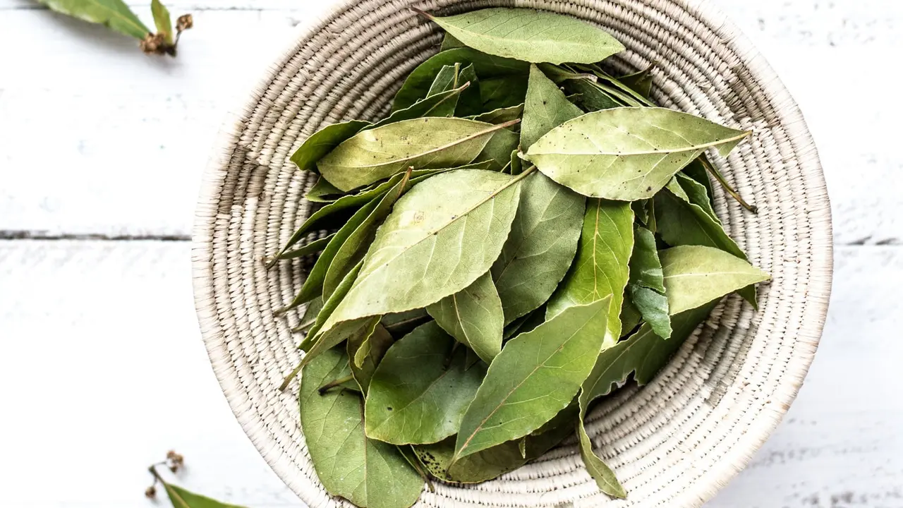 daun salam