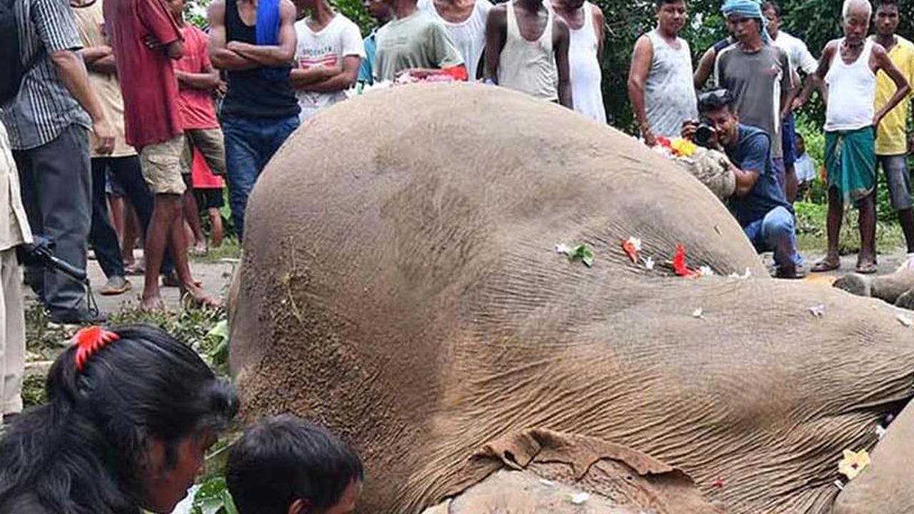 FOTO: Tinggalkan Hutan Buat Cari Makan, Induk Gajah dan Dua Anaknya Tewas Tersetrum Listrik di India