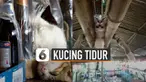 Kucing adalah hewan mamalia yang lucu dan berbulu. Sering sekali dijadikan sebagai binatang peliharaan. Uniknya lagi kucing bisa tidur di mana saja.