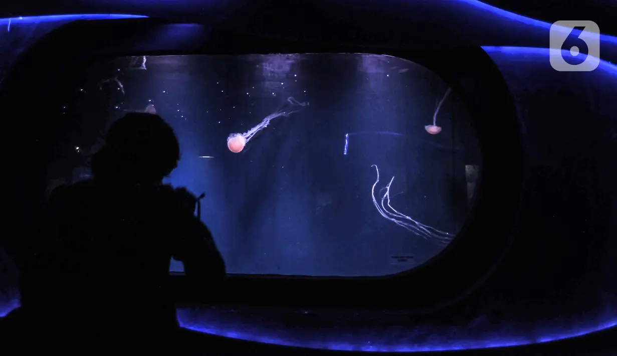Pengunjung mengamati koleksi biota laut di Jakarta Aquarium & Safari (JAQS), Neo Soho Mall, Jakarta, Rabu (21/4/2021). JAQS menjadi salah satu lokasi alternatif warga dalam mengisi waktu jelang berbuka puasa atau ngabuburit. (merdeka.com/Iqbal S. Nugroho)
