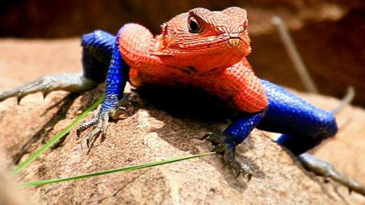 Kadal yang diburu pecinta Spiderman