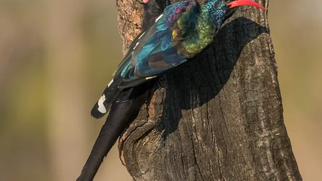 8 Hewan yang Punya Senjata Bau Busuk untuk Hindari Predator