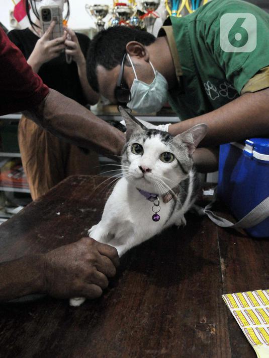 Sedangkan sterilisasi HPR sebanyak 3.532 ekor pada periode yang sama. (merdeka.com/Imam Buhori)