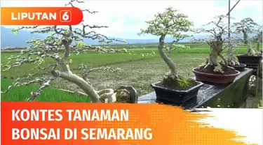 Setelah lama berhenti akibat pandemi Covid-19, kontes pesona bonsai di Semarang, Jawa Tengah, akhirnya kembali digelar. Kontes disambut antusias, karena bisa menjadi obat rindu bagi para pencinta tanaman bonsai.