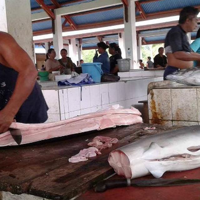 Menyedihkan Ikan Hiu Masih Jadi Buruan Di Sangihe Regional Liputan6 Com