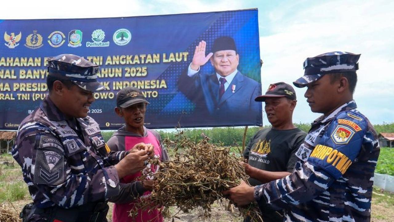TNI AL Sukses Panen Kedelai Dua hingga Empat Ton, Perkuat Ketahanan Pangan Nasional