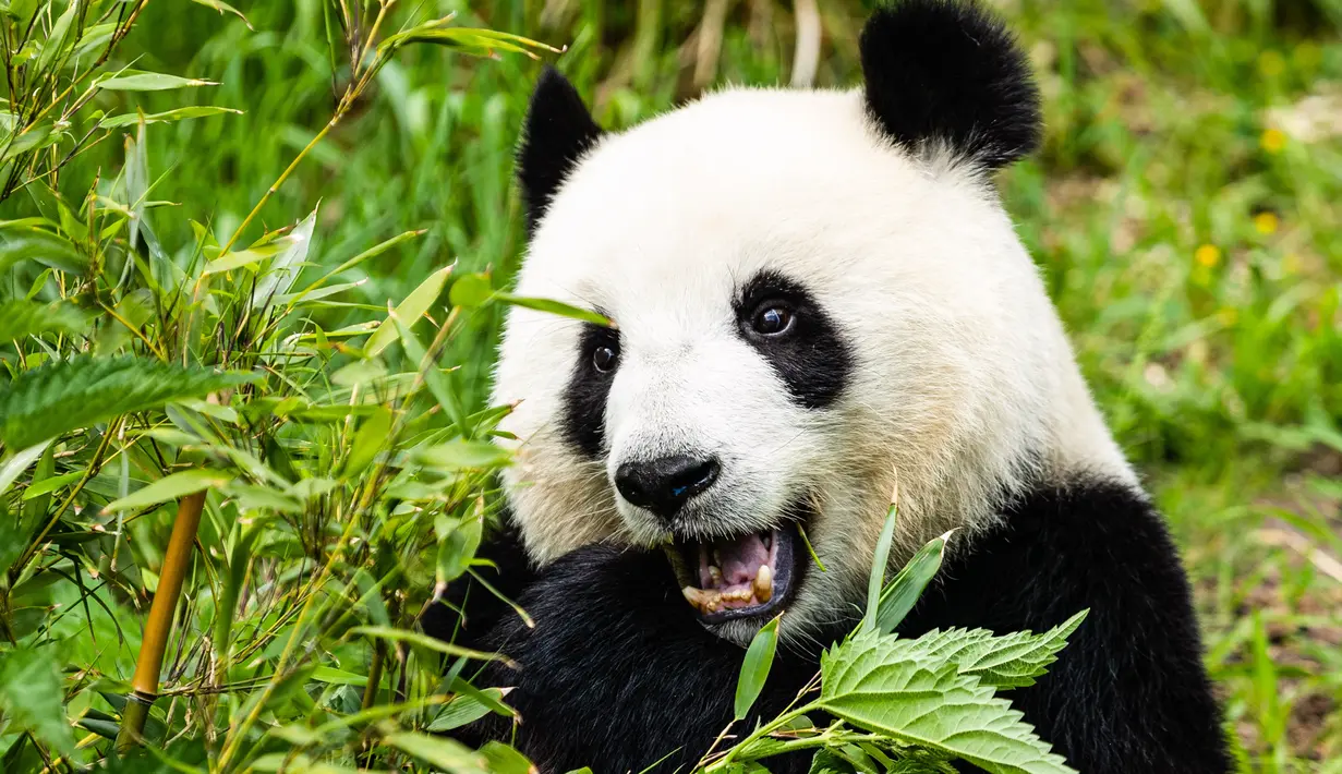 Panda raksasa "Meng Meng" terlihat di Kebun Binatang Berlin di Berlin, ibu kota Jerman, pada 28 Mei 2020. Panda "Meng Meng" dan "Jiao Qing" dari China beserta anak kembar mereka "Meng Xiang" dan "Meng Yuan" telah menarik banyak pengunjung meskipun pembatasan masih berlaku. (Xinhua/Binh Truong)