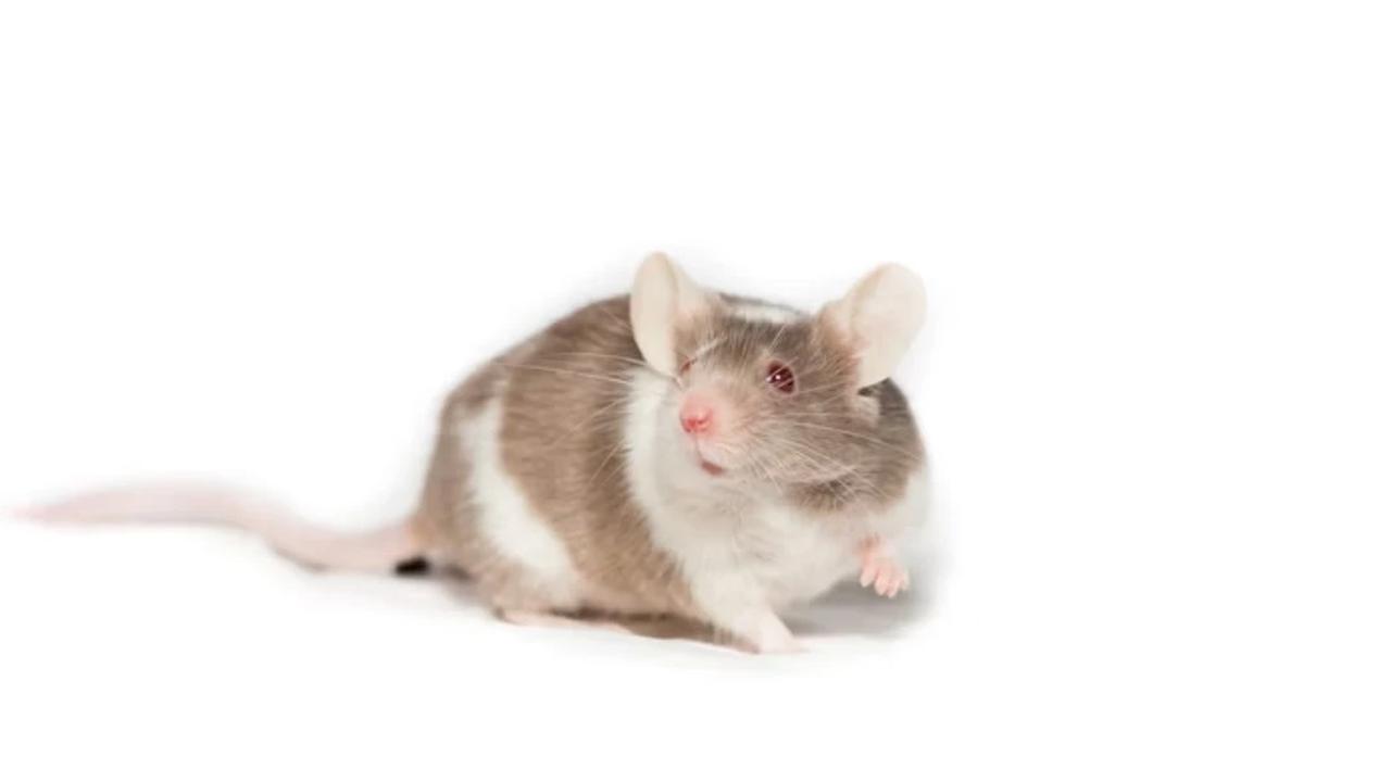 Ilustrasi Tikus