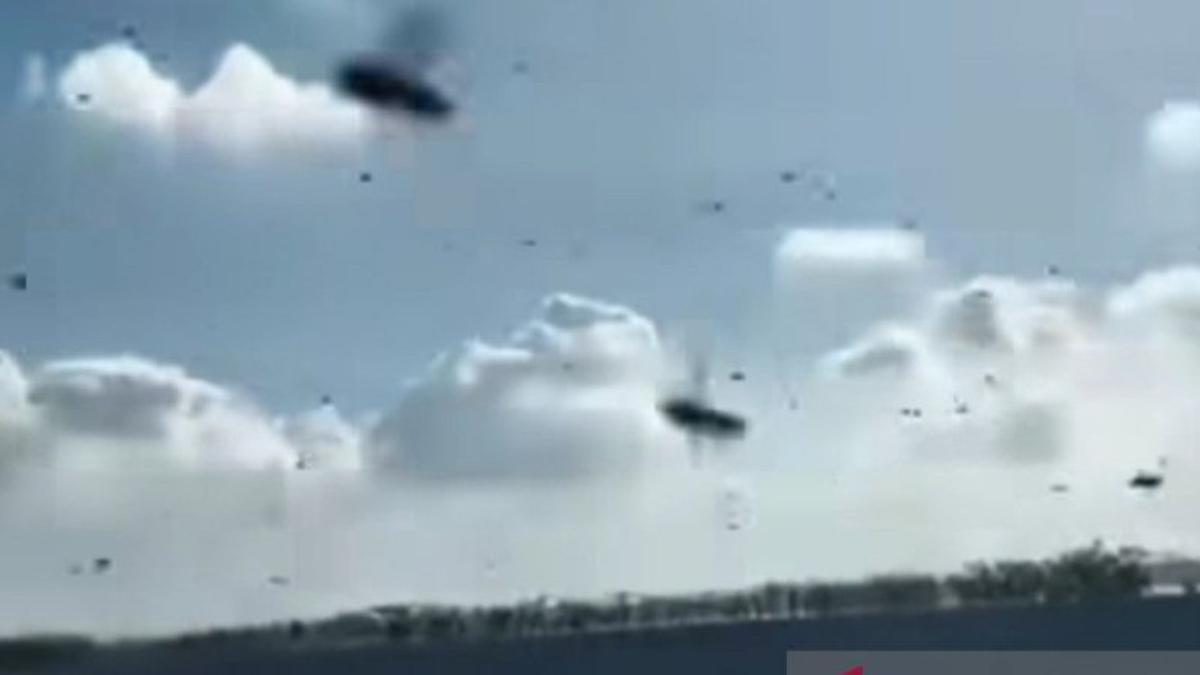 BKSDA Bali Sebut Pancaroba jadi Pemicu Migrasi Lebah Lintasi Tol Mandara