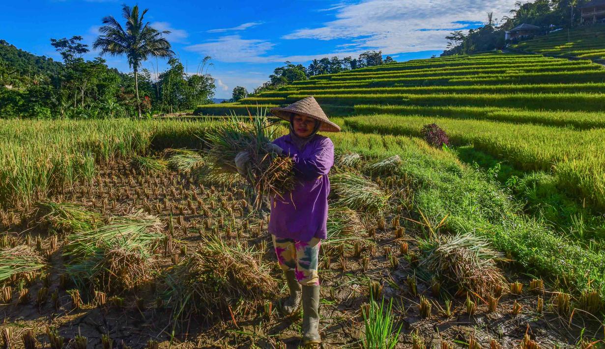 Tren ini sejalan dengan kebijakan pemerintah yang menjaga stabilitas harga sekaligus mendorong peningkatan kesejahteraan petani. Tampak dalam foto, petani memanen padi jenis Ciherang di Terasering Cisalada, Bogor, Jawa Barat, Minggu (12/4/2006(. (merdeka.com/Arie Basuki)