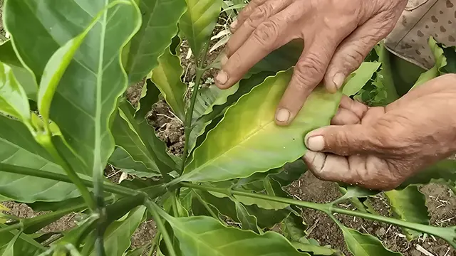 PLTU Keban Agung