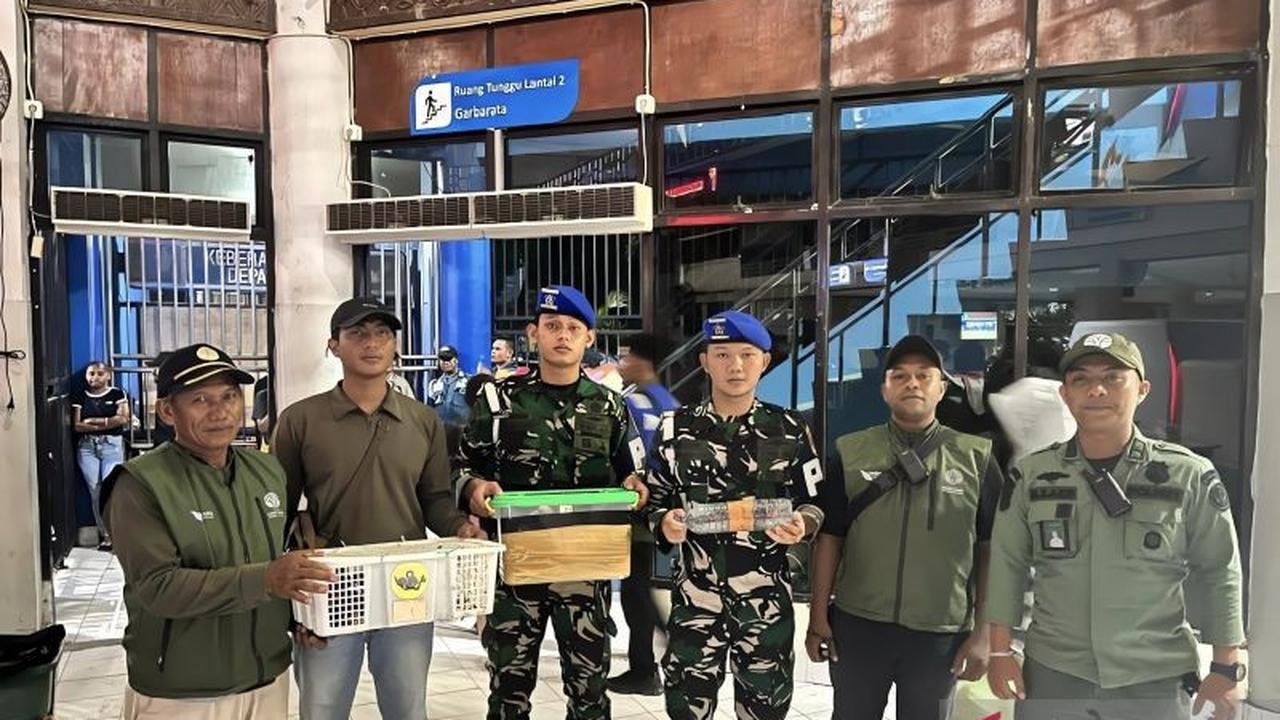 TNI AL dan BBKSDA Gagalkan Penyelundupan Satwa Dilindungi di Sorong