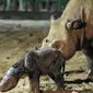 Anak badak sumatra berjenis kelamin betina baru lahir di Suaka Rhino Sumatera, Taman Nasional Way Kambas (SRS TNWK), Lampung Timur, Lampung, Sabtu, 30 September 2023. (Dok: Instagram KLHK)