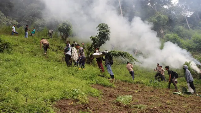Pemusnahan ladang ganja