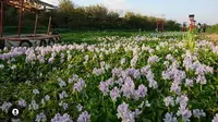 Tak Perlu Jauh-Jauh ke Jepang, Wisata Yogyakarta Ini Sajikan Tempat Swafoto ala Negeri Sakura