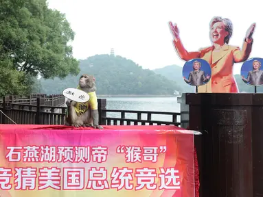 Seekor monyet mengenakan kaos bertuliskan "Raja Prediksi" duduk di antara foto calon presiden AS Donald Trump dan Hillary Clinton saat berusaha memprediksi hasil Pilpres AS 2016, di Changsha, Provinsi Hunan, China, Kamis (3/11). (REUTERS/Stringer)