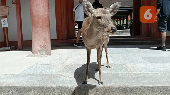 Laporan Liputan6.com dari Nara Jepang: Bercengkerama dengan Rusa-rusa Ikon Kota