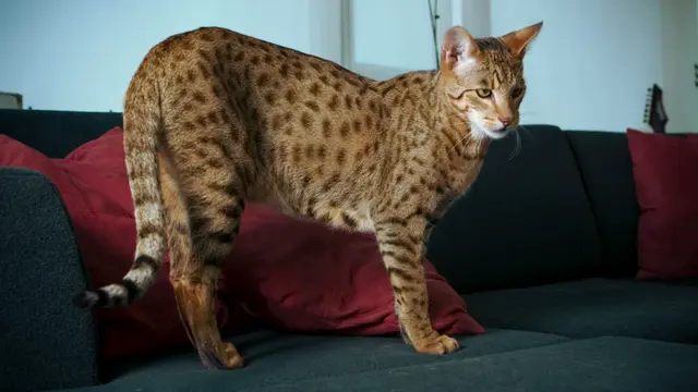 Kucing Termahal 5