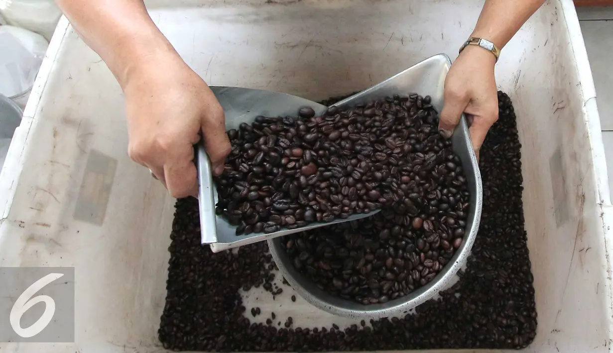 Pedagang tengah mengecek kondisi biji kopi asal Lampung di Jakarta, Rabu (10/2). Jumlah itu jauh menurun bila dibandingkan periode yang sama tahun lalu dengan volume 17.653 ton senilai US$ 36 juta.  (Liputan6.com/Angga Yuniar)