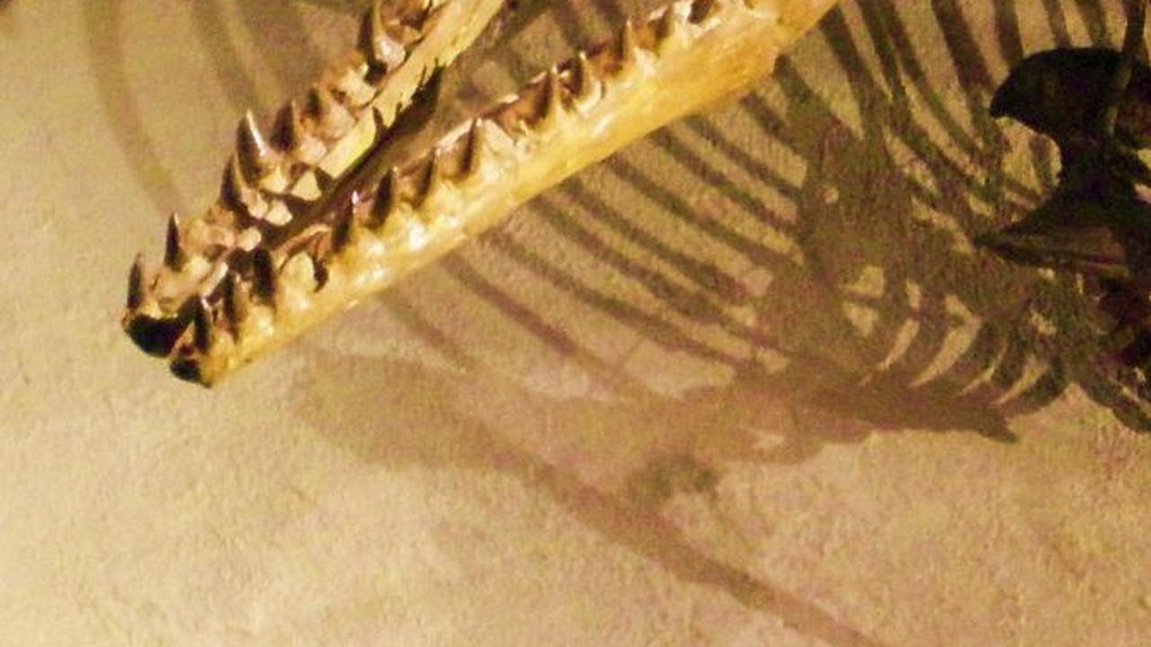 Pendapat Para Ahli Paleontologi Tentang Mosasaurus