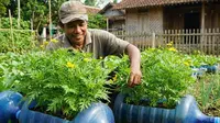 Cara Menanam Kenikir di Galon Bekas, Daun Rimbun Subur dan Cepat Panen