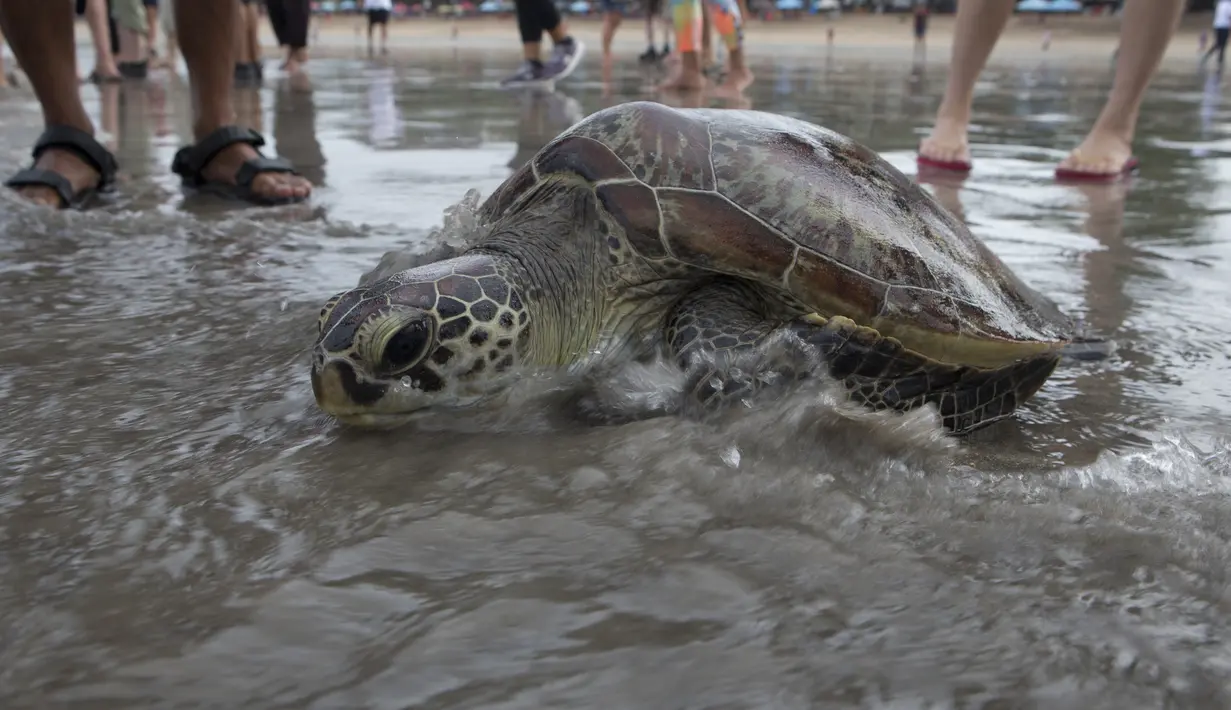 Penyu Hijau (Chelonia mydas) bergerak menuju laut setelah dilepaskan di pantai Kuta, Bali, Sabtu (8/1/2022). Dengan bantuan relawan, TNI AL melepaskan 32 penyu hijau yang mereka sita dalam upaya penyelundupan di perairan pulau wisata Desember 2021 lalu. (AP Photo/Firdia Lisnawati)