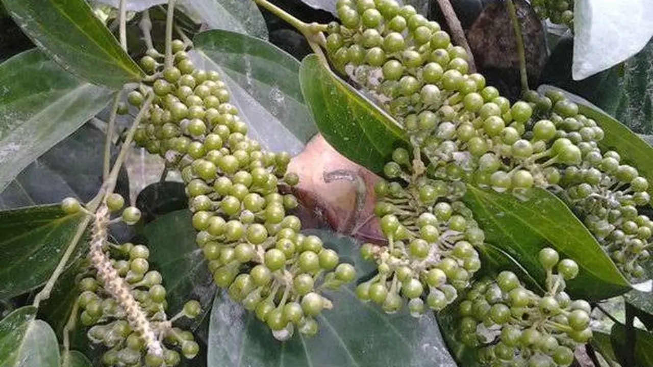 Buah Kemukus