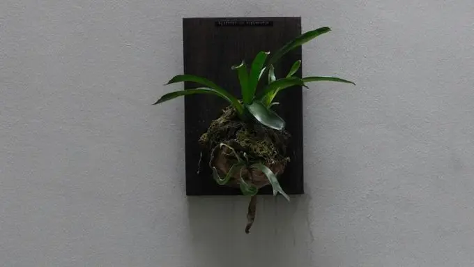 Ilustrasi Daun Tanduk Rusa (Credit: Unsplash/@nuarharuha)