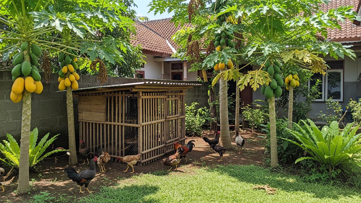 TOP 3: Ayam Kampung dan Pohon Pepaya, Ternak Hewan Mini di Toples, hingga Pagar Rumah Kecil Elegan