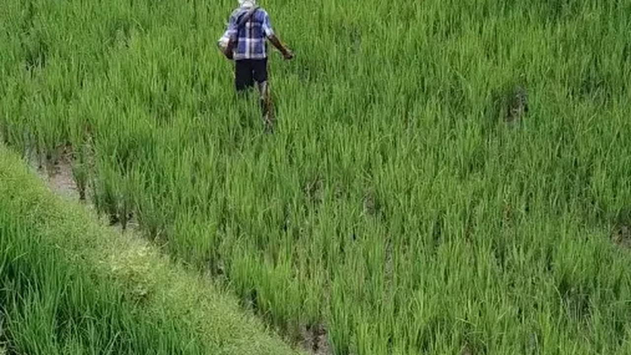 Kekurangan Pupuk Subsidi, Kementan Dorong Banjarbaru Ajukan Realokasi