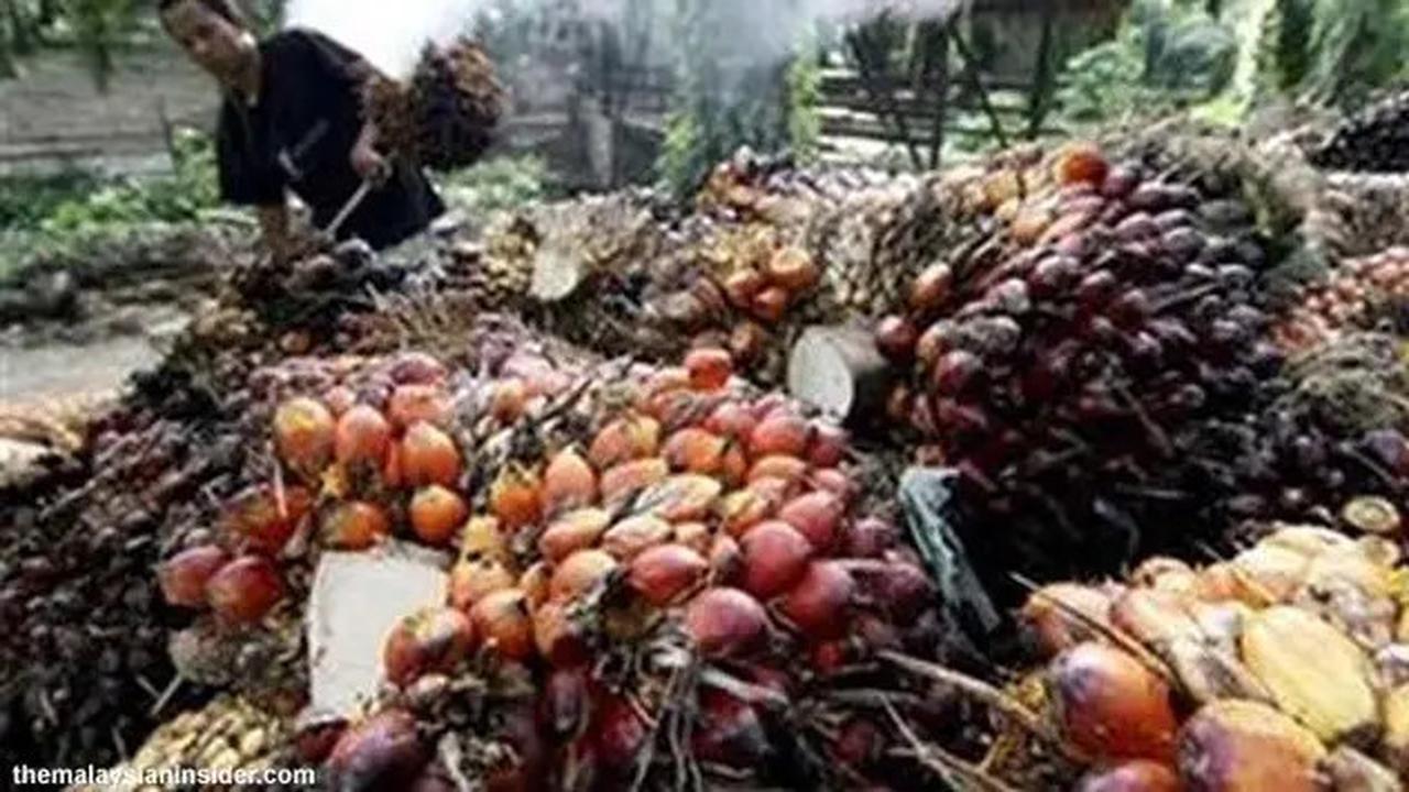 Indonesia Masih jadi Raja CPO Dunia